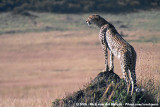 Cheetah<br><i>Acinonyx jubatus jubatus</i>