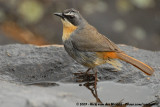 Cape Robin-ChatCossypha caffra caffra