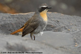 Cape Robin-Chat<br><i>Dessonornis caffra caffra</i>