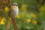 Cape Robin-ChatCossypha caffra caffra