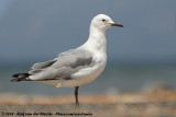Hartlaub's GullChroicocephalus hartlaubii