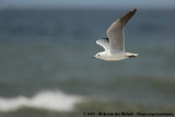 Hartlaub's GullChroicocephalus hartlaubii