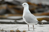 Hartlaub's GullChroicocephalus hartlaubii