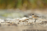 Kittlitz's PloverCharadrius pecuarius