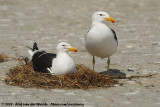 Cape GullLarus dominicanus vetula
