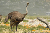 Common OstrichStruthio camelus australis