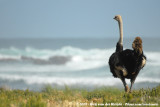 Common OstrichStruthio camelus australis