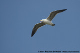 Cape GullLarus dominicanus vetula