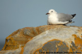 Hartlaub's GullChroicocephalus hartlaubii