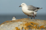 Hartlaub's GullChroicocephalus hartlaubii