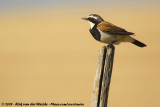 Capped Wheatear<br><i>Oenanthe pileata pileata</i>