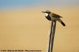 Capped WheatearOenanthe pileata pileata