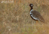 Zuidelijke Zwarte Trap / Southern Black Korhaan