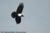 Pied CrowCorvus albus