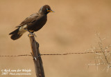 Tweekleurige Glansspreeuw / Pied Starling