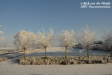 Knotwilgen in de sneeuw