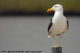 Cape Gull<br><i>Larus dominicanus vetula</i>