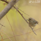 Kleine Kraaghoningzuiger / Southern Double-Collared Sunbird