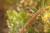 Familiar ChatCercomela familiaris familiaris