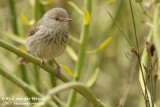Karooprinia / Karoo (Spotted) Prinia