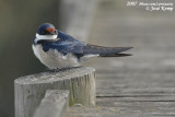 Witkeelzwaluw / White-Throated Swallow