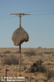 Republikeinwever / Sociable Weaver
