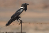 Pied Crow<br><i>Corvus albus</i>