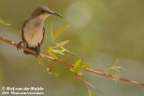 Roethoningzuiger / Dusky Sunbird