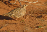 Bont Zandhoen / Burchell's Sandgrouse