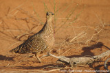 Bont Zandhoen / Burchell's Sandgrouse