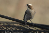 Mahaliwever / White-Browed Sparrow-Weaver