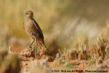 Familiar ChatCercomela familiaris galtoni