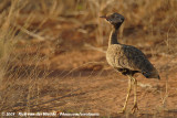 Noordelijke Zwarte Trap / Northern Black Korhaan