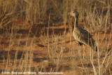 Noordelijke Zwarte Trap / Northern Black Korhaan