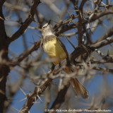 Zwartborstprinia / Black-Chested Prinia