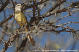 Zwartborstprinia / Black-Chested Prinia