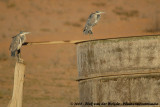 Zwartkopreiger / Black-Headed Heron