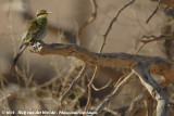 Zwaluwstaartbijeneter / Swallow-Tailed Bee-Eater
