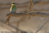 Zwaluwstaartbijeneter / Swallow-Tailed Bee-Eater