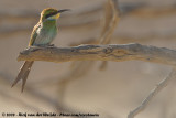 Zwaluwstaartbijeneter / Swallow-Tailed Bee-Eater