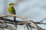 Zwaluwstaartbijeneter / Swallow-Tailed Bee-Eater