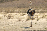 Common OstrichStruthio camelus australis