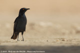 Roodschouderglansspreeuw / Cape Glossy Starling