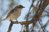 Maricovliegenvanger / Marico Flycatcher