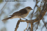 Maricovliegenvanger / Marico Flycatcher