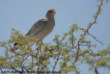 Zanghavik / Southern Pale Chanting-Goshawk