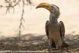 Zuidelijke Geelsnaveltok / Southern Yellow-Billed Hornbill