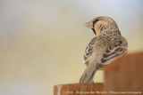 Republikeinwever / Sociable Weaver