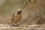 Republikeinwever / Sociable Weaver