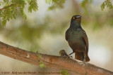 Roodschouderglansspreeuw / Cape Glossy Starling